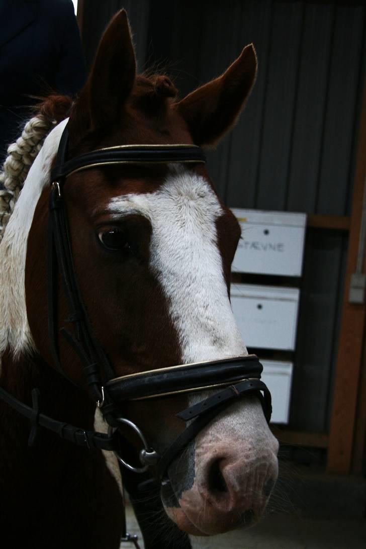 Pinto Zwier <3<3 -solgt :( - En meget tilfreds stævne pony <3 E.L.S.K.E.R.D.I.G.  Foto: sofie Thorgaard billede 4
