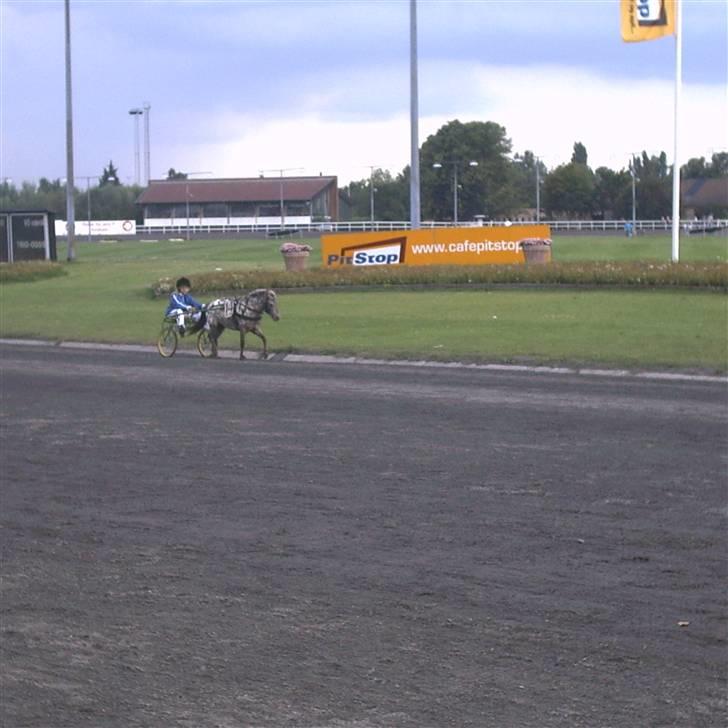 Knabstrupper Prinsesse Marie*solgt:'( - lige på lunden til dm går pænt stærkt billede 10