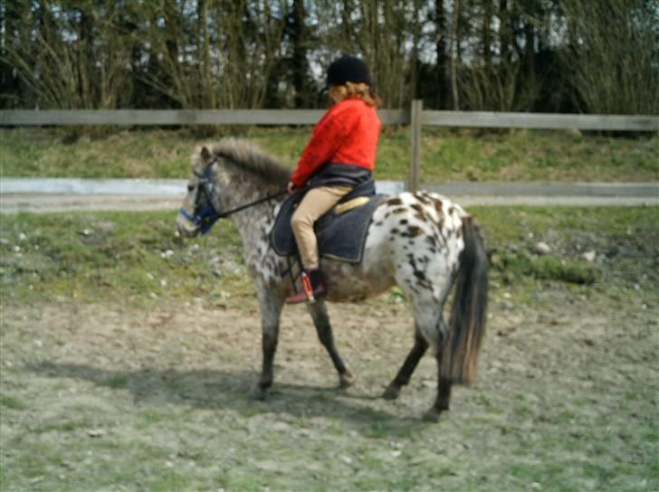 Knabstrupper Prinsesse Marie*solgt:'( - min søster tager lige en lille ridetur da vi næsten lige havde fået hende<3 elsker hende så ubeskriveligt !<3 billede 11