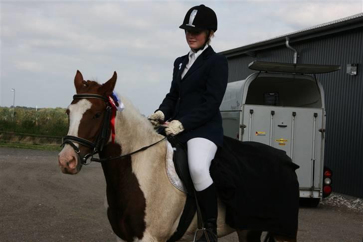 Pinto Zwier <3<3 -solgt :( - Foto: Sofie Thorgaard billede 5