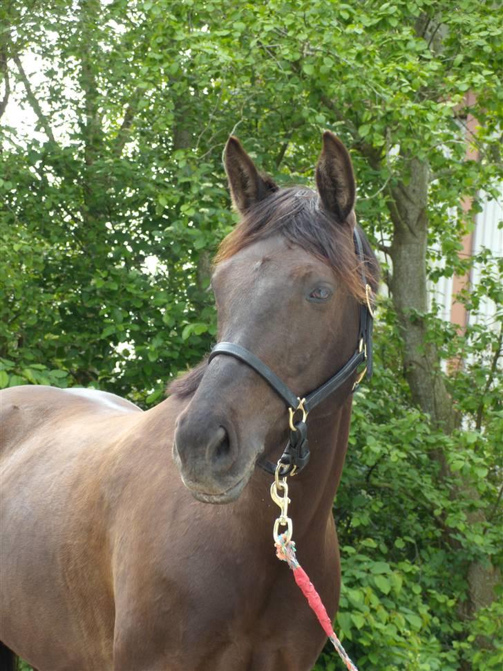 Welsh Cob (sec D)  - Amira (SOLGT) - 1; Velkommen til Amira´s profil :D billede 1