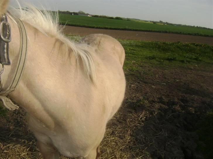 Anden særlig race Sejelstrups Odessa    billede 5