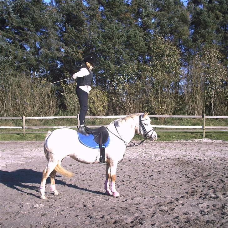 Knabstrupper Bonny*SOLGT*(Eftersøges) - Man kan også stå på hende <3 billede 8