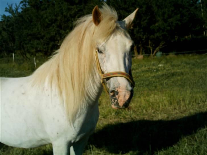 Knabstrupper Bonny*SOLGT*(Eftersøges) - Hørte jeg noget ? (: billede 9