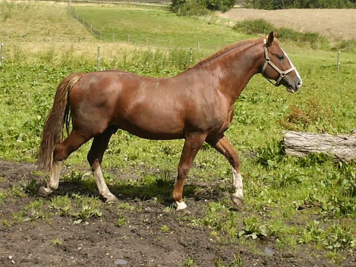 Frederiksborg Elstedgaards Bolero - på folden billede 10