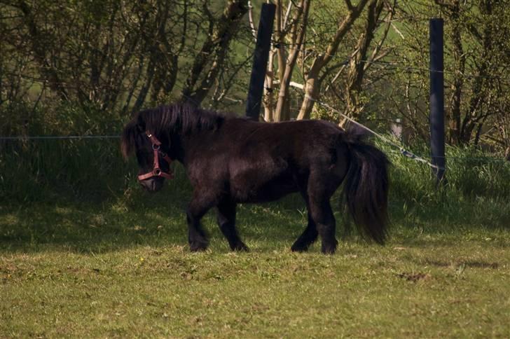 Shetlænder Jolly Jumper  billede 2
