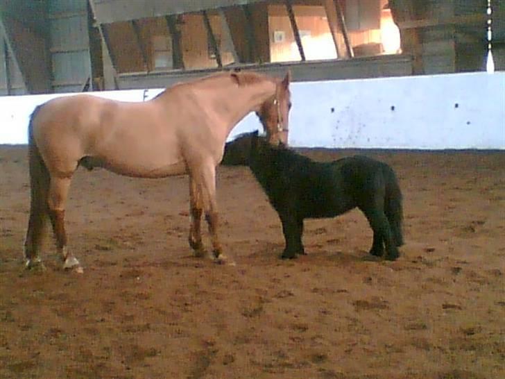 Shetlænder Jolly Jumper  - Jolly med sin bedste ven Max billede 3