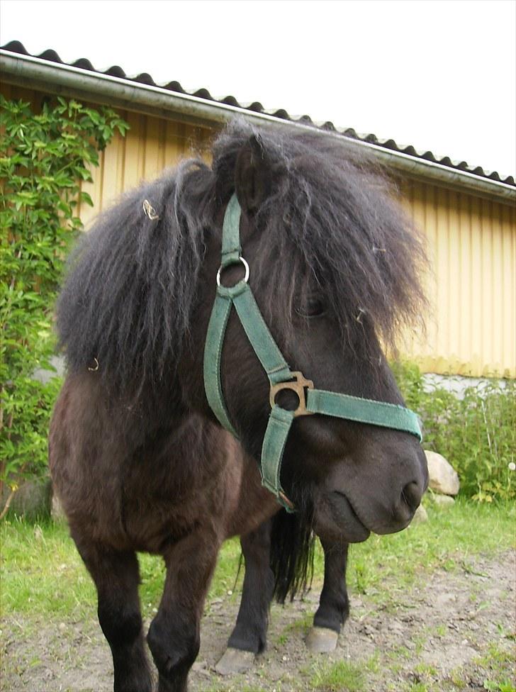 Shetlænder Jolly Jumper  billede 4