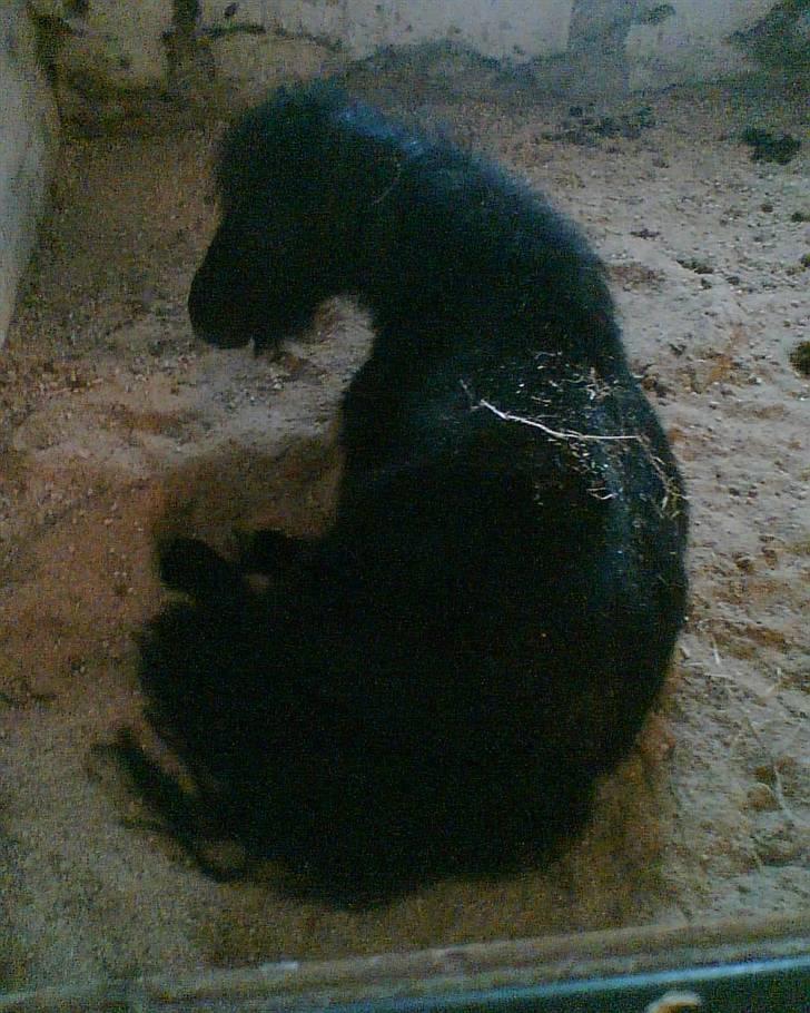 Shetlænder Jolly Jumper  billede 18