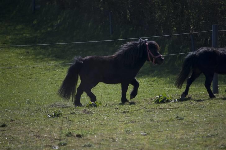 Shetlænder Jolly Jumper  billede 5