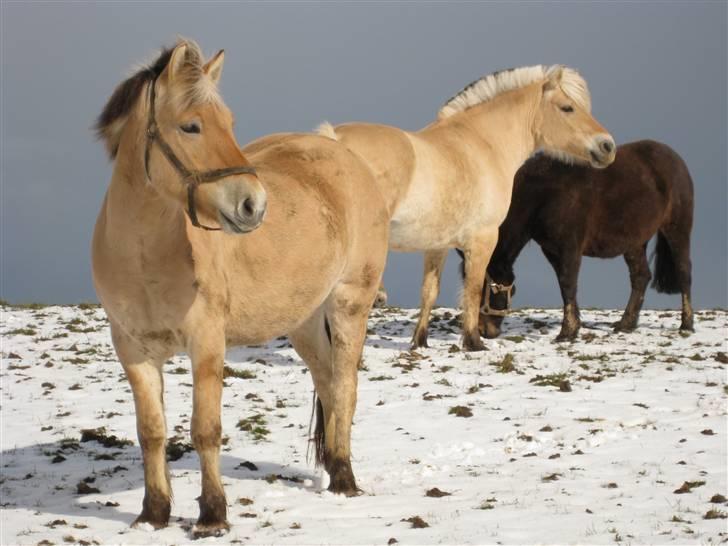 Fjordhest Felix -solgt billede 13