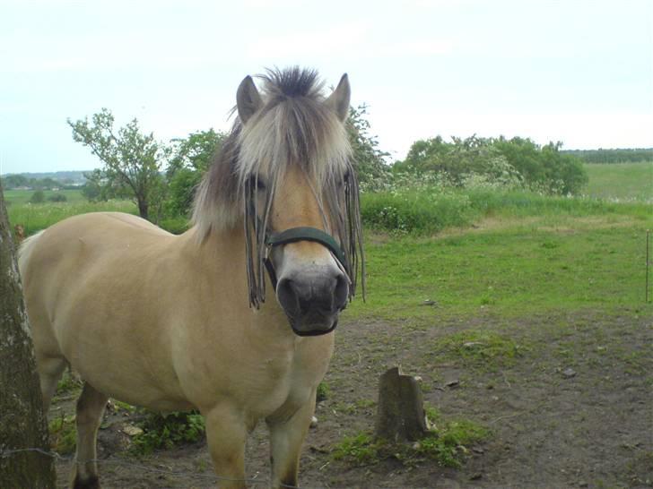 Fjordhest Fleur billede 10