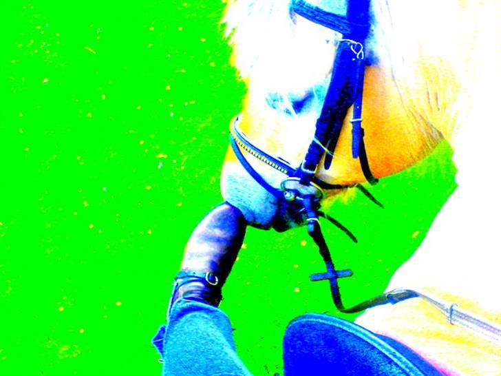 Fjordhest kira .. RIP - dufter det godt kira? :-* billede 11