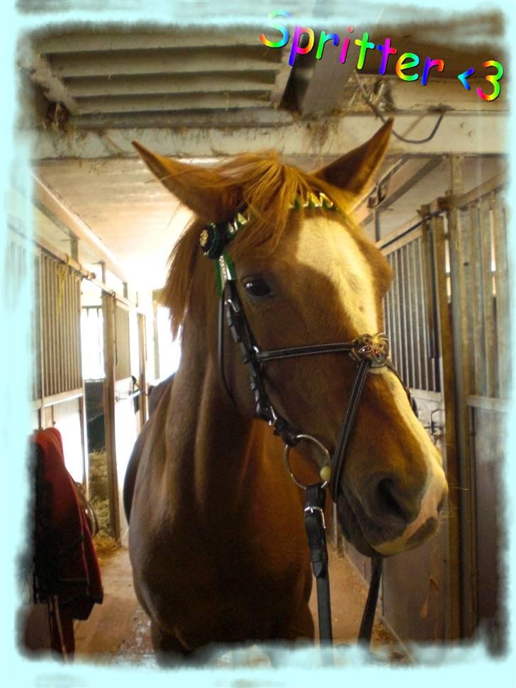 Hollandsk Sportspony Esprit  - Velkommen til Spritters profil, -den bedste pony du kan finde!<´3INGEN AF MINE BILLEDER MÅ BRUGES PÅ ANDRE SIDER ELLER KOPIERES ! billede 1