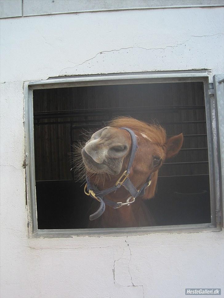 Welsh Pony af Cob-type (sec C) Tjekita ¤My Soulmate¤ - Med tre ord kan jeg opsummere hvad jeg har lært om livet. Det går videre ! <3 Mester fotograf: Mester fotograf: Mig :) billede 8