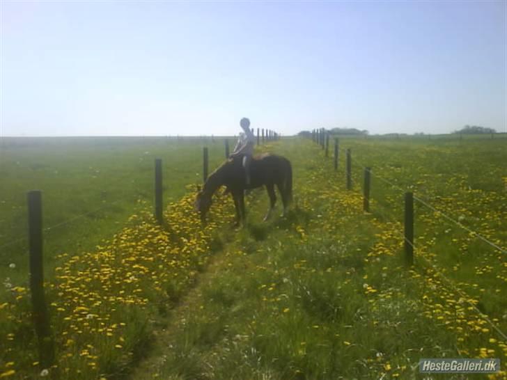 Hollandsk Sportspony Esprit  - mmm, græs en dejlig varm sommer dag :)INGEN AF MINE BILLEDER MÅ BRUGES PÅ ANDRE SIDER ELLER KOPIERES ! billede 4