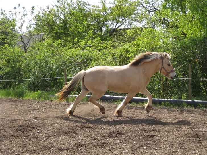 Fjordhest Felix -solgt billede 14