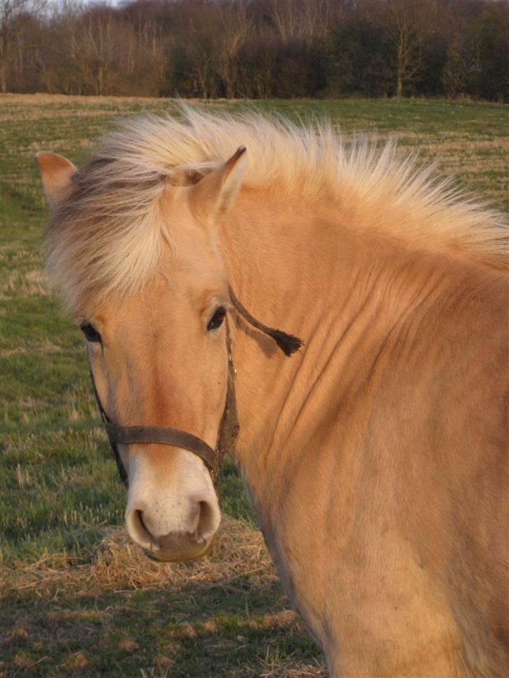 Fjordhest Felix -solgt billede 15
