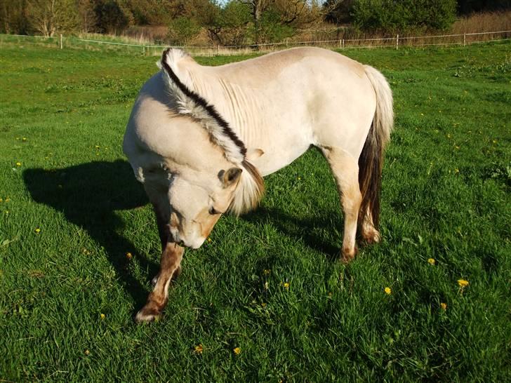 Fjordhest Delfine (R.I.P) † billede 18