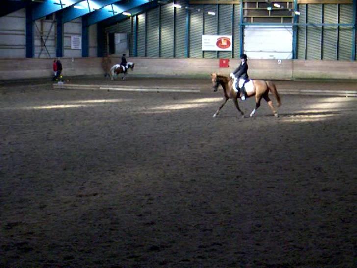 DSP Shanthi R.I.P - til stævne i Sønderborg d.14 februar.. LB1  billede 11