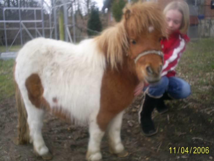 Shetlænder Flicka  - Hygger med sara!!<33 billede 4