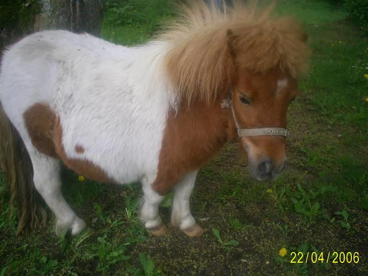 Shetlænder Flicka  - Hele Flikca<33 billede 5