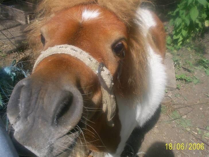 Shetlænder Flicka  - Vi muler os lige her op billede 9