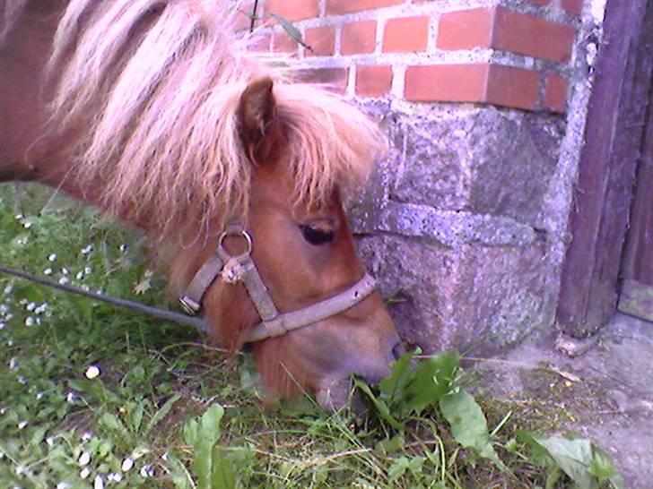 Shetlænder Flicka  - UHM.. Græs billede 13