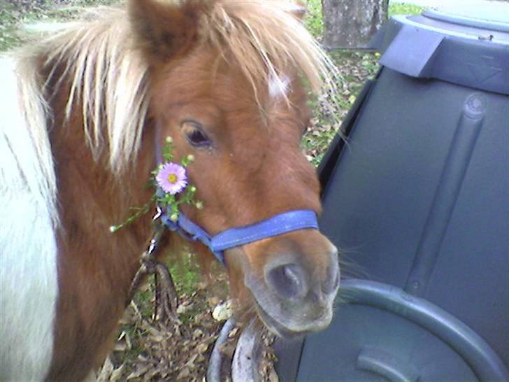 Shetlænder Flicka  - Hehe.. Heej billede 15