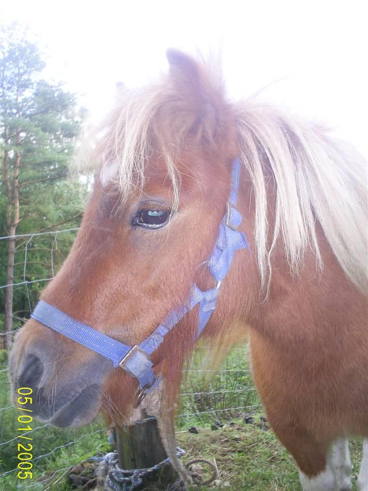 Shetlænder Flicka  - Det er Flikca billede 19