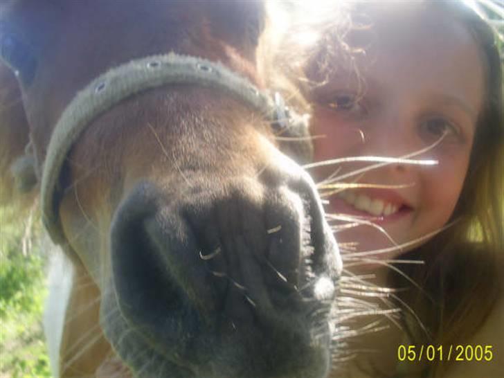 Shetlænder Flicka  - Farvel billede 20