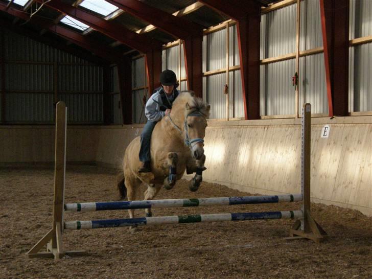 Fjordhest Thor Bindebjerg  - - 1 Januar 09. Spring uden sadel. 60 cm.   billede 7