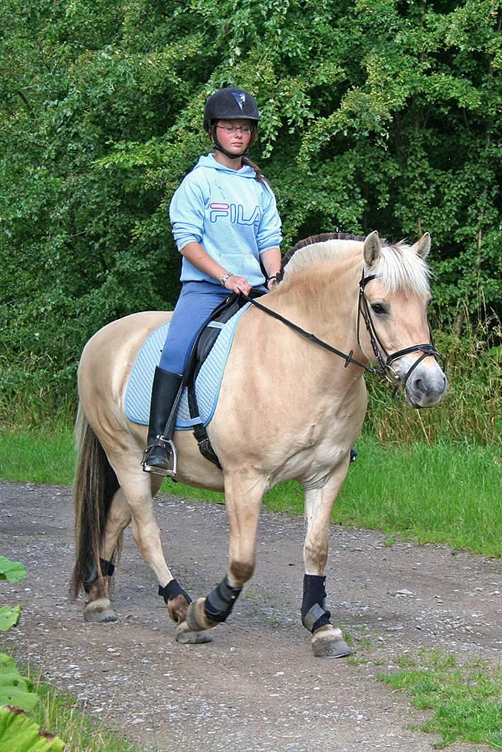 Fjordhest Thor Bindebjerg  - - Sommeren 08. billede 9