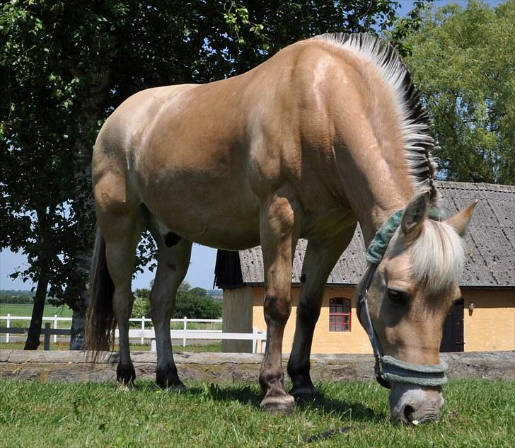 Fjordhest Thor Bindebjerg  - - Sommer 2010, efter et deeeejligt bad :D billede 12