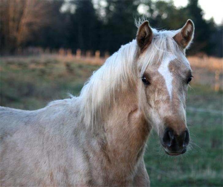 Palomino Golddigger (SOLGT) billede 10