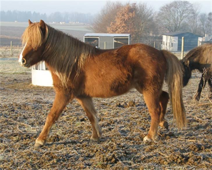 Anden særlig race Molly billede 4