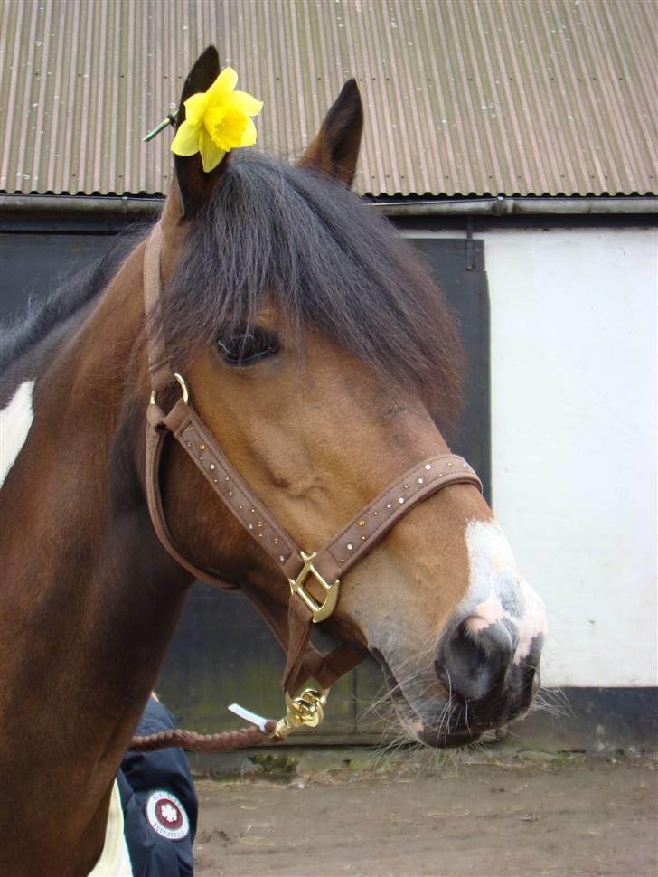 Irsk Sportspony Irish Knock Out  SOLGT:'( - Irish Knock out <3 Foto: Alicia billede 1