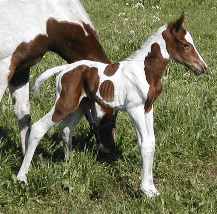 Pinto Padega - Foto: Dan Christiansen billede 14