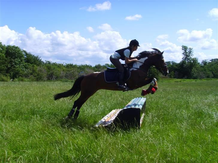 Irsk Sportspony Irish Knock Out  SOLGT:'( - Spriiing :D Tak Barbara ;D billede 5