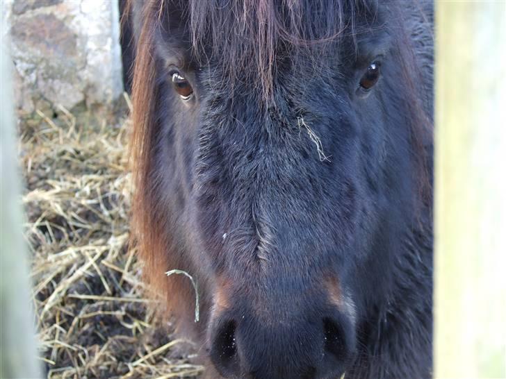 Shetlænder Molly *SOLGT* billede 11