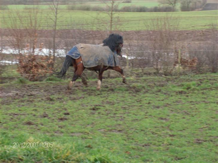 Welsh Mountain (sec A) Stoertebecker's genius billede 5