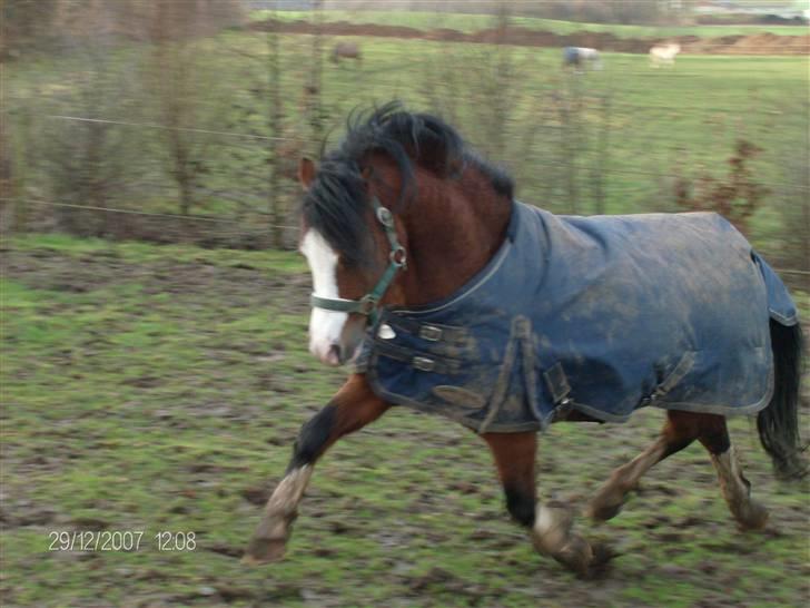 Welsh Mountain (sec A) Stoertebecker's genius billede 6