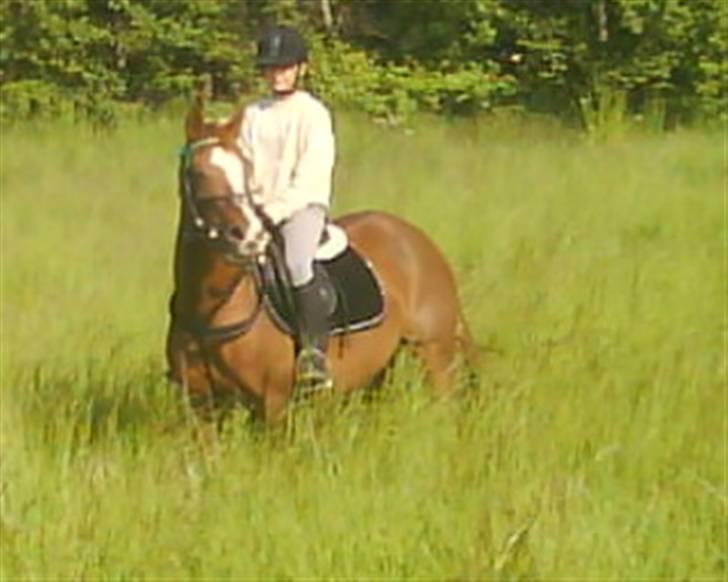 Hollandsk Sportspony Esprit  - ILU<3 INGEN AF MINE BILLEDER MÅ BRUGES PÅ ANDRE SIDER ELLER KOPIERES ! billede 12