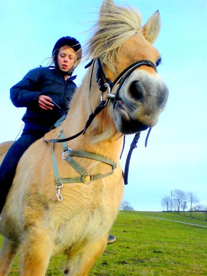 Fjordhest kira .. RIP - dengang amalie red dig. i var søde sammen (;  billede 13