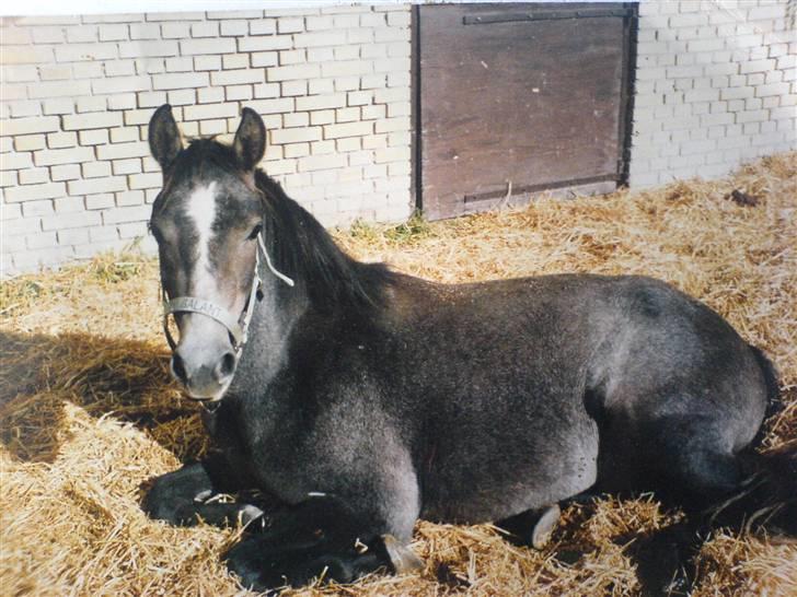 DSP Galant Søblink *R.I.P* - Min lille skønne pony :) HAN ER IKKE SÆRLIG GAMMEL DER! :D hehe, han er sød alligevel. <3  billede 2