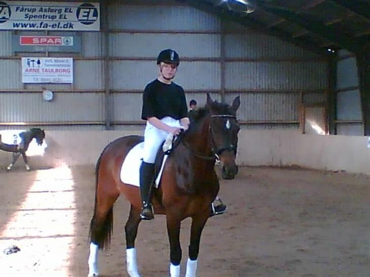 Dansk Varmblod Lady Maj R.I.P d. 29/4-08 billede 6