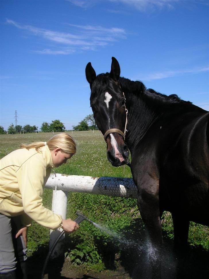 Holstener Cavallier billede 8