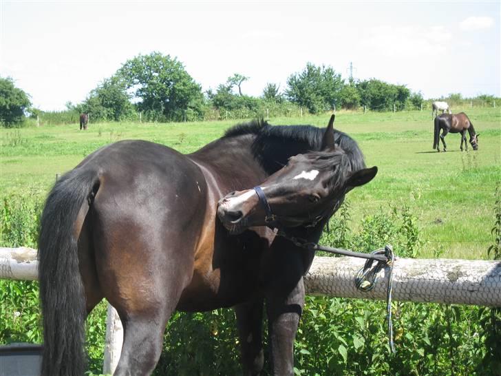 Holstener Cavallier billede 9