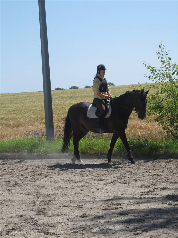 Holstener Cavallier billede 10