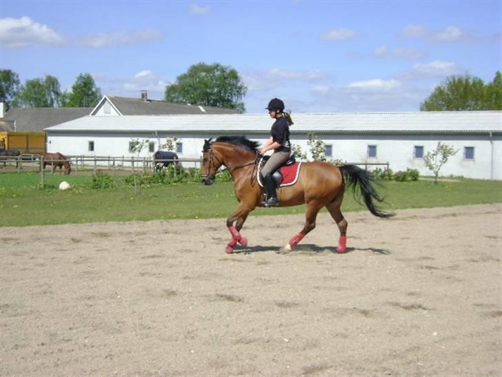 Anden særlig race Sunnie<3 † 30 nov. 2010 - - #14> Galop på banen. D. 10 maj 2009. billede 14